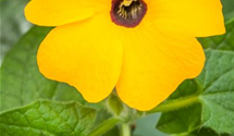 Thunbergia T21 mix