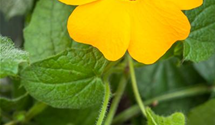 Thunbergia T21 mix