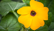 Thunbergia T21 mix