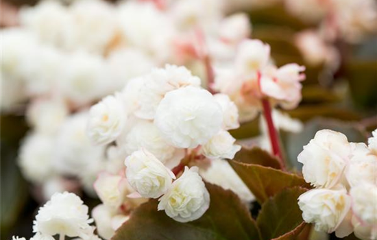 Begonia semperfl. Doublet mix
