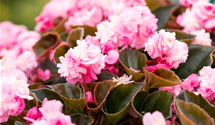Begonia semperfl. Doublet mix