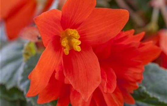 Begonia tuberhybrida NonStop Mix