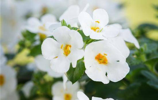 Bacopa Bahia Sand White