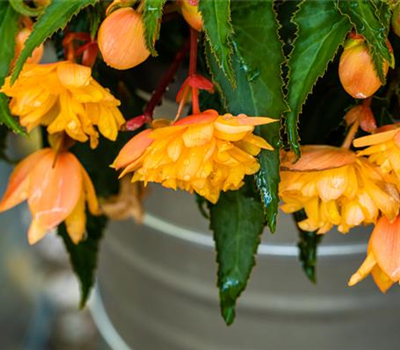 Begonia 'Belleconia'