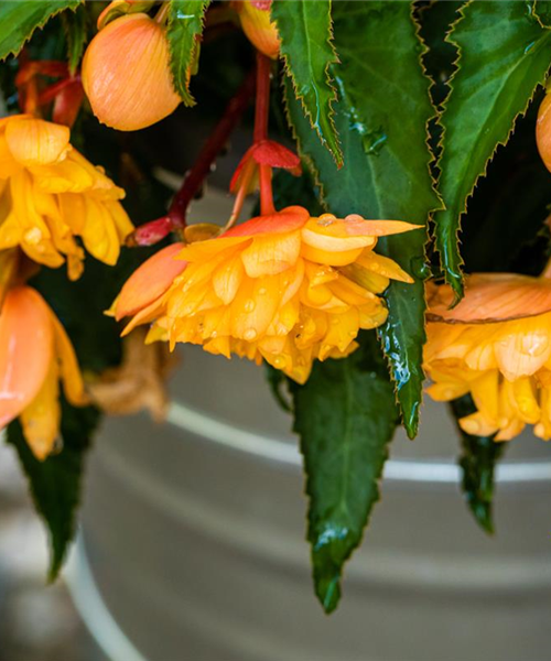 Begonia 'Belleconia'