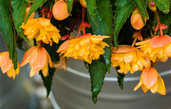Begonia 'Belleconia'