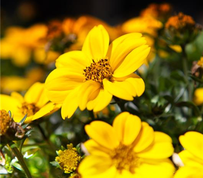Bidens ferulifolia Rockstar