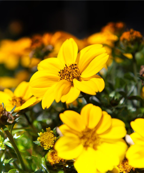 Bidens ferulifolia Rockstar