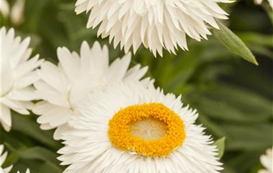 Bracteantha Mohave