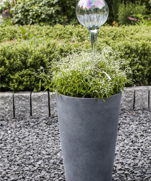 Chamaesyce Diamand Frost