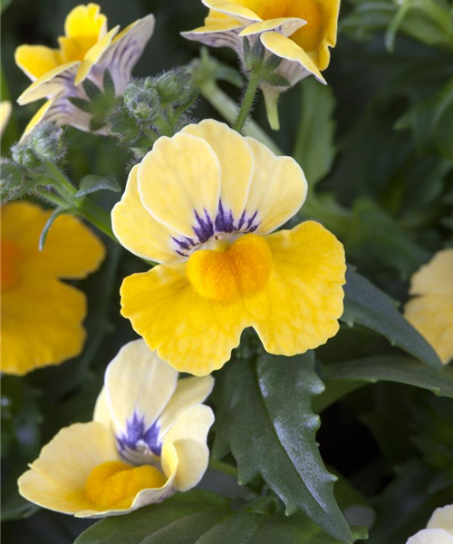 Nemesia hängend