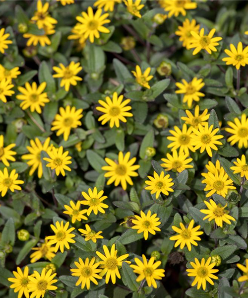 Sanvitalia procumbens