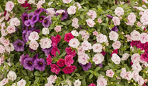 Calibrachoa gefüllt