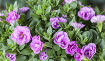 Calibrachoa gefüllt