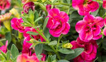 Calibrachoa gefüllt