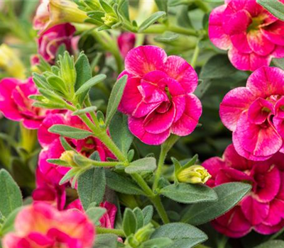 Calibrachoa gefüllt