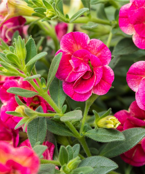 Calibrachoa gefüllt