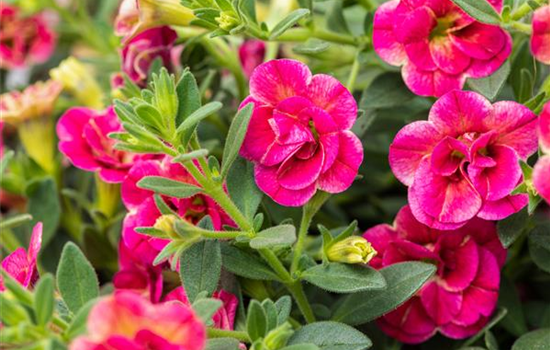 Calibrachoa gefüllt