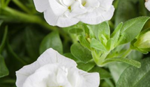 Calibrachoa gefüllt