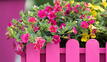 Calibrachoa gefüllt