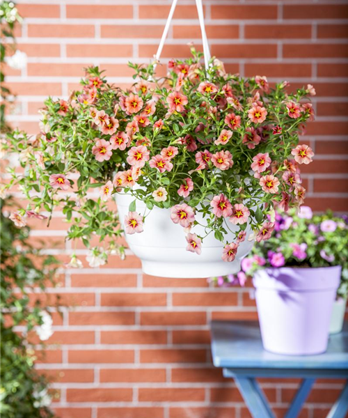 Calibrachoa Ampel
