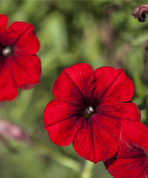 Petunia Surfinia