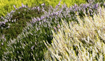 Calluna vulgaris