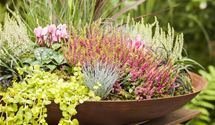 Calluna vulgaris