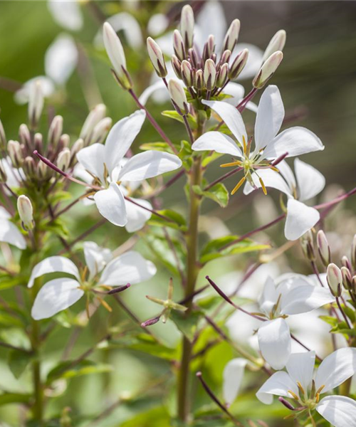 Cleoma spinosa mix