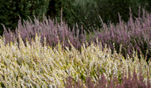 Calluna vulgaris