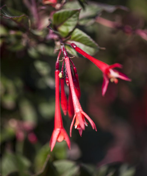Fuchsia stehend Koralle