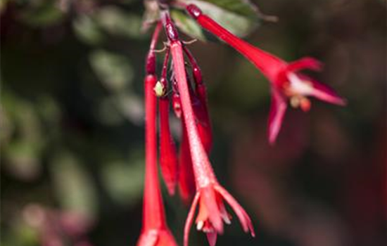 Fuchsia stehend Koralle
