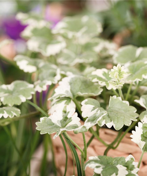 Glechoma hederacea T12