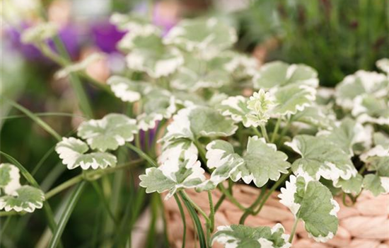 Glechoma hederacea T12