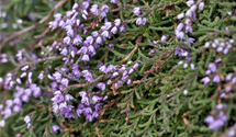 Calluna vulgaris