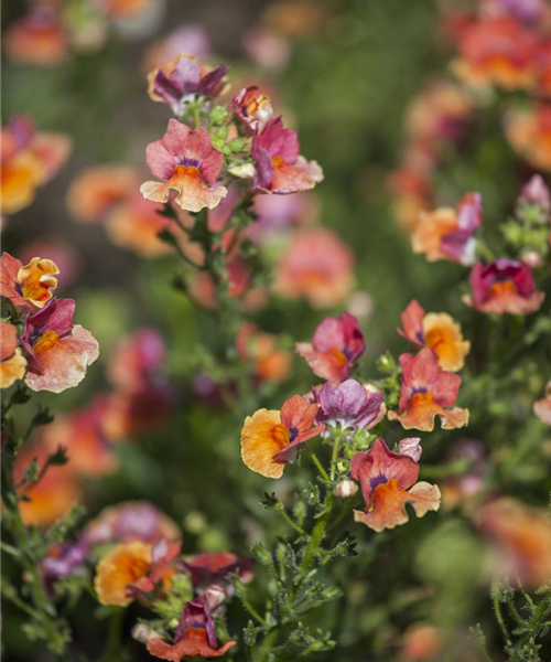 Nemesia Stehend Mix