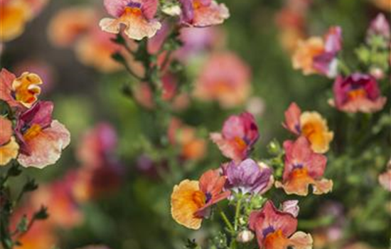 Nemesia Stehend Mix
