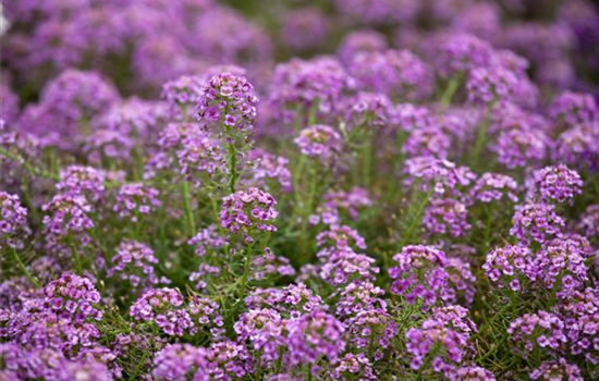 Lobularia maritimus T10 weiß