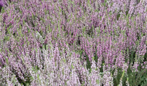 Calluna vulgaris