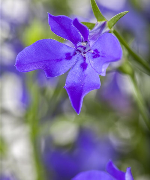 Lobelia erinus T10 mix