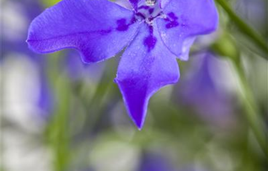 Lobelia erinus T10 mix