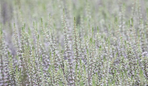Calluna vulgaris