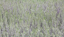 Calluna vulgaris
