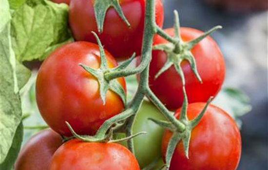Solanum lycopersicum 'Balkontomate'