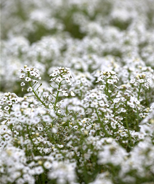 Lobularia hybriden "Stream" weiß