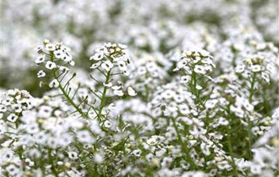 Lobularia hybriden "Stream" weiß