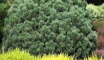 Calluna vulgaris