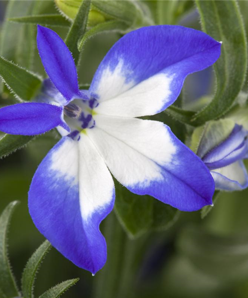 Lobelia Richardii mix compakt