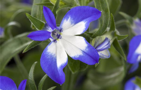 Lobelia Richardii mix compakt