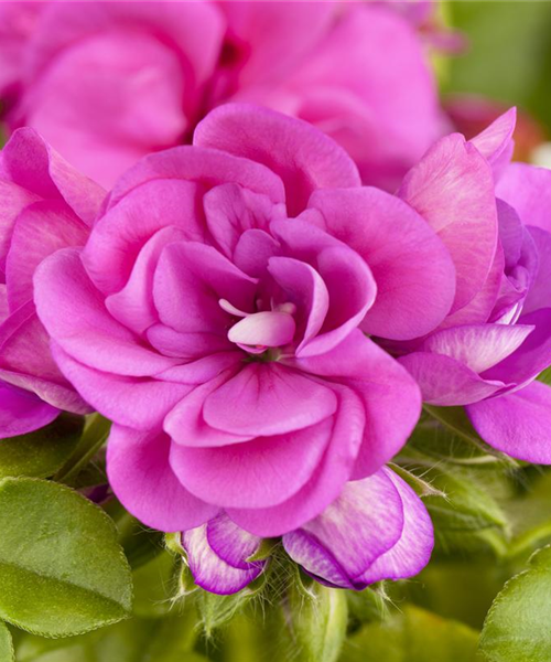 Pelargonium peltatum, gefüllt